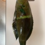 Q.島に引っ越してきて1週間、初めて釣りに行きこんな魚が釣れました。なんていう名前の魚かわかりませんがとりあえず食べてみようかと思います。 島で釣れて食べたら危険(毒とか美味しくない)というような魚を調べるサイトってあるんでしょうか? もしご存知でしたら教えて下さい。 よろしくお願いします!