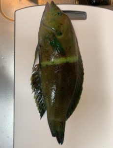 Q.島に引っ越してきて1週間、初めて釣りに行きこんな魚が釣れました。なんていう名前の魚かわかりませんがとりあえず食べてみようかと思います。 島で釣れて食べたら危険(毒とか美味しくない)というような魚を調べるサイトってあるんでしょうか? もしご存知でしたら教えて下さい。 よろしくお願いします!