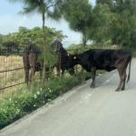 Q.牛が逃げているけど、どこに連絡したらいい?