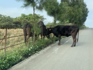 Q.牛が逃げているけど、どこに連絡したらいい?