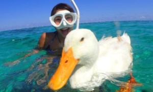 Q.白保でセルフシュノーケルはおすすめか?