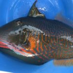 このカワハギは食べられるカワハギでしょうか?