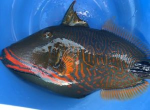 このカワハギは食べられるカワハギでしょうか？