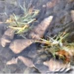 Q.この貝は食べられますか?