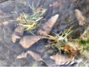 Q.この貝は食べられますか?