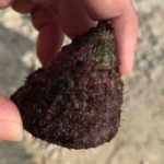 Q.この貝、食べられますか?