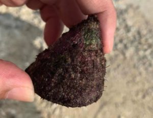 Q.この貝、食べられますか?