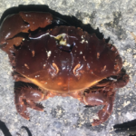 Q.この蟹の名前教えて下さい。食べれますか?